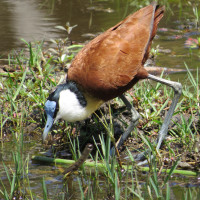 African Jacana